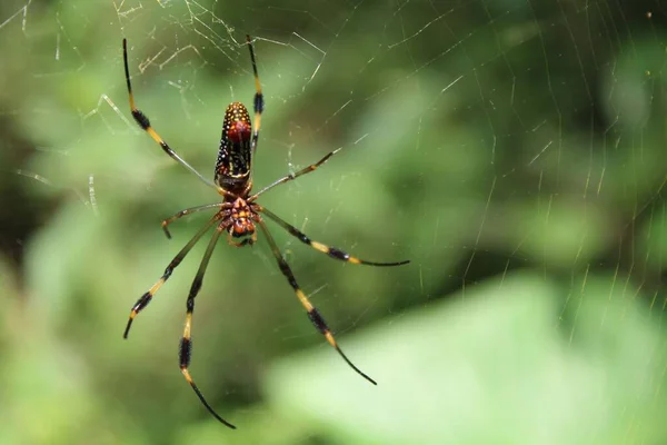 網の上に金の絹のオーブ織のクモのクローズアップショット — ストック写真