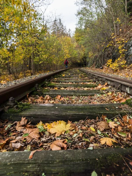 Μια Κάθετη Λήψη Των Παλαιών Σιδηροδρομικών Γραμμών Στο Δάσος Φθινόπωρο — Φωτογραφία Αρχείου