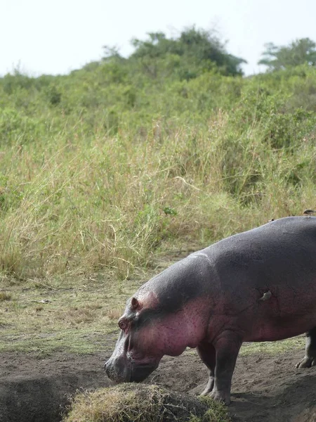 Dev Bir Aygırı Hippopotamus Amfibi Günün Çoğunu Suda Serengeti Ulusal — Stok fotoğraf