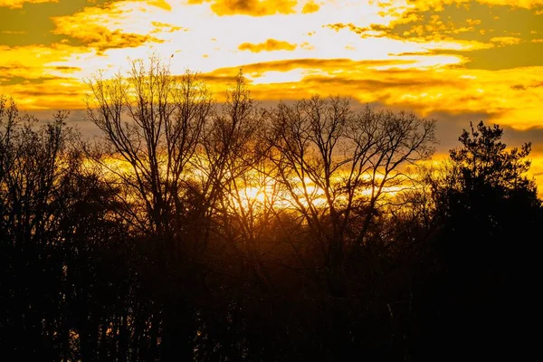 Яскравий Золотий Захід Сонця Сяє Небі Над Лісом Силуети Дерев — стокове фото