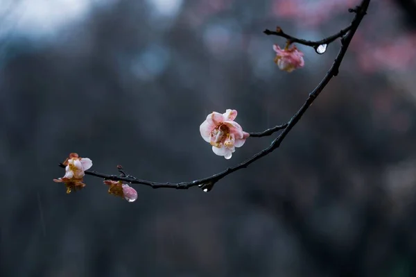 Doğu Gölü Erik Bahçesi Çin Erik Çiçeklerinin Tadını Çıkarmak Için — Stok fotoğraf
