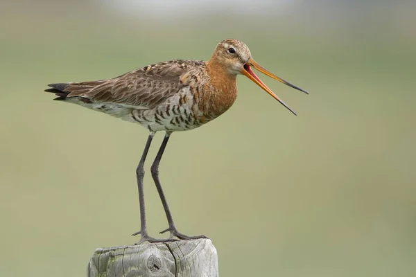 Black Tailed Godwit Limosa Limosa Perched Wooden Fence — Stock Photo, Image