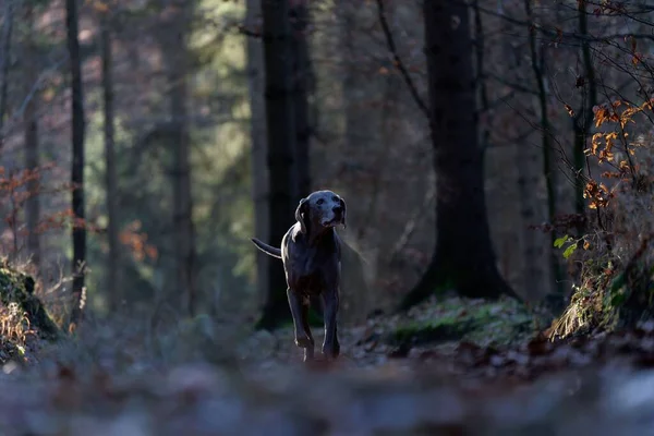 Cute Weimaraner Dog Happily Walking Forest Blurred Background — Stock Photo, Image