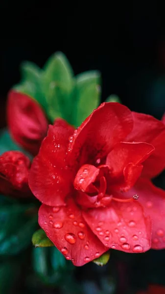 在一个背景模糊的花园里长着一朵红色杜鹃花的垂直照片 — 图库照片