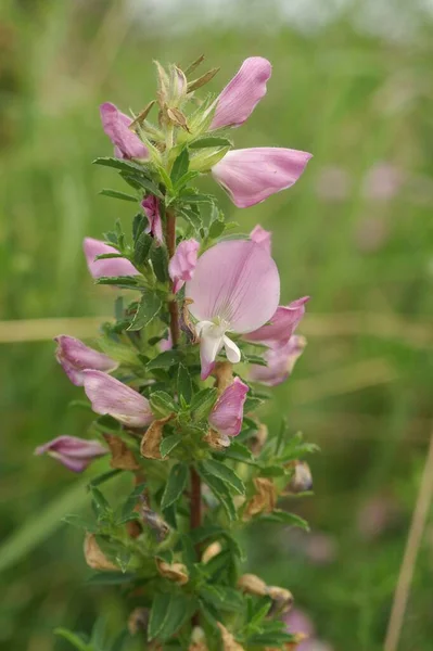 stock image A vertical closeup of a purple Ononis flower in a field