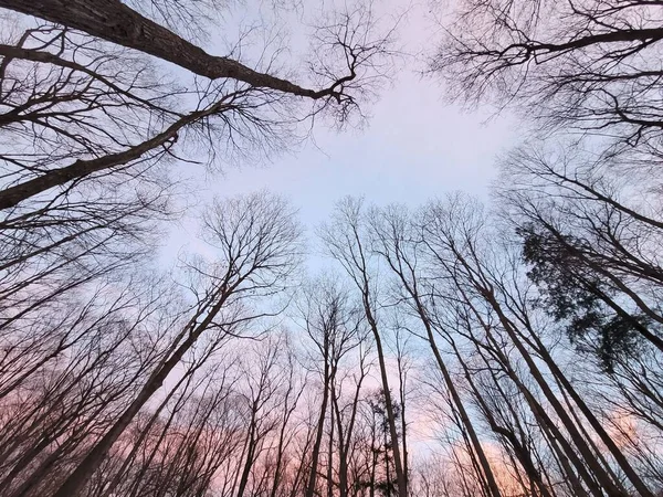 Tiro Baixo Ângulo Árvores Floresta Niagara Gorge Inverno Pôr Sol — Fotografia de Stock