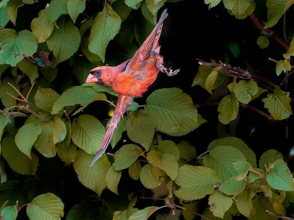 stock image A closeup shot of a red northern cardinal in the flight