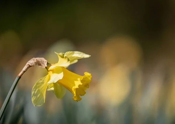 Krásný Výhled Daffodil Zahradě Rozmazaným Pozadím — Stock fotografie
