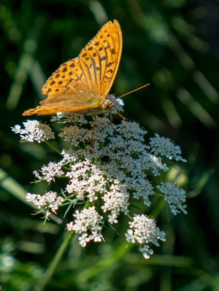 庭の白い花に美しい銀洗浄フリル蝶の垂直閉鎖 — ストック写真
