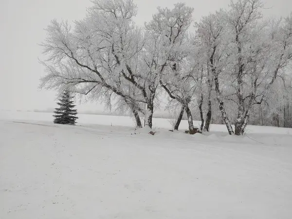 Una Hermosa Vista Los Árboles Cubiertos Nieve Campo — Foto de Stock