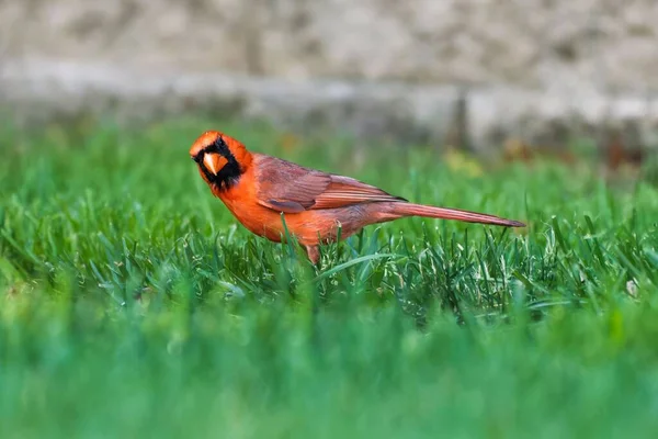 Eine Nahaufnahme Eines Roten Nördlichen Kardinals Der Grünen Gras Hockt — Stockfoto