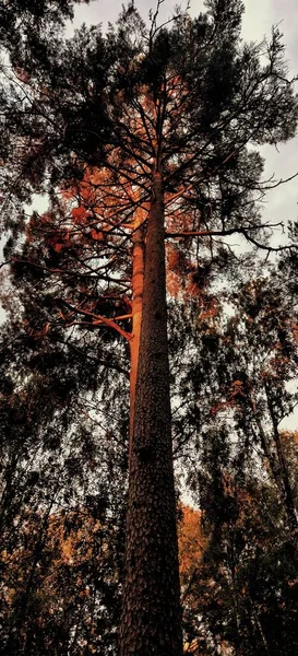 Függőleges Kilátás Egy Gyönyörű Skót Fenyőfa — Stock Fotó