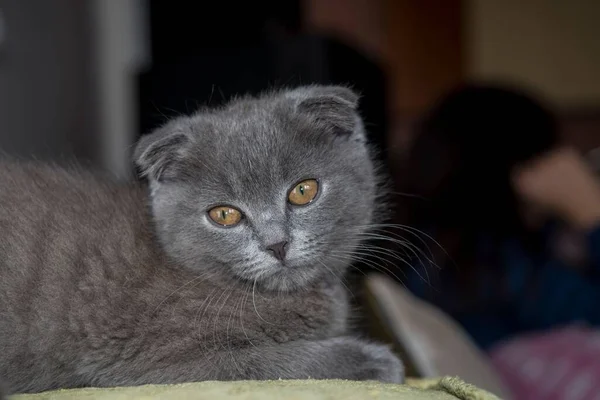 Closeup Adorable Fluffy Scottish Fold Kitten Resting Green Blanket — Stock Photo, Image
