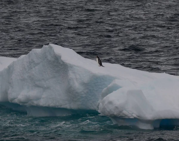 Veduta Aerea Del Pinguino Appollaiato Sull Iceberg — Foto Stock