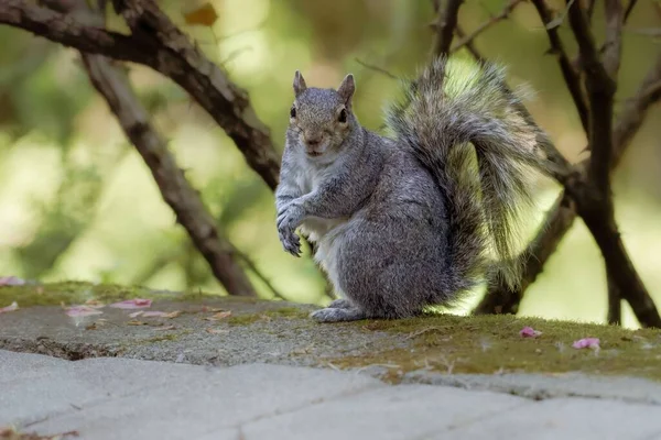 Ein Eichhörnchen Steht Auf Einem Stein Wald — Stockfoto