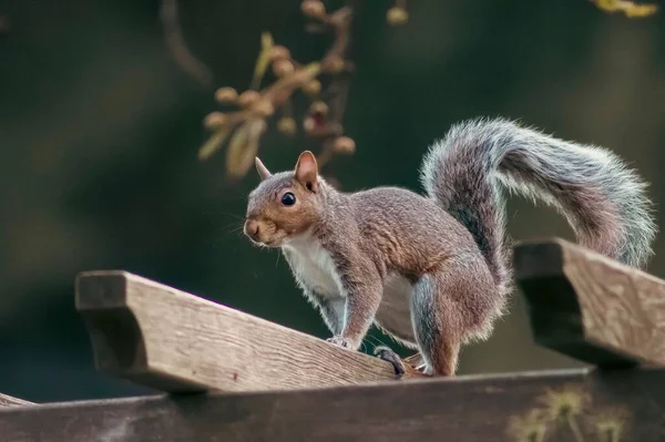 Ein Braunes Eichhörnchen Hockt Auf Holz — Stockfoto