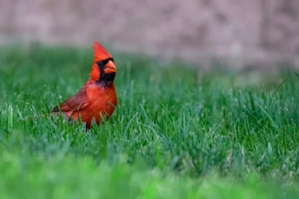 Close Shot Red Northern Cardinal Grass — Stock Photo, Image