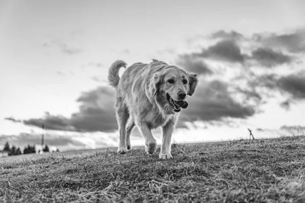 Een Grijswaarden Shot Van Een Harige Labrador Hond Rennend Het — Stockfoto