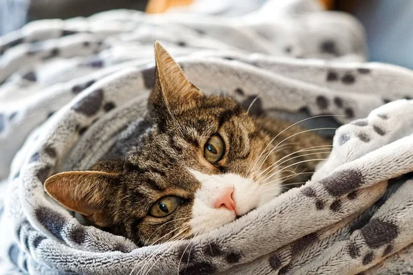 Yatağında Uzanmış Güzel Bir Tekir Kedinin Yakın Plan Fotoğrafı — Stok fotoğraf