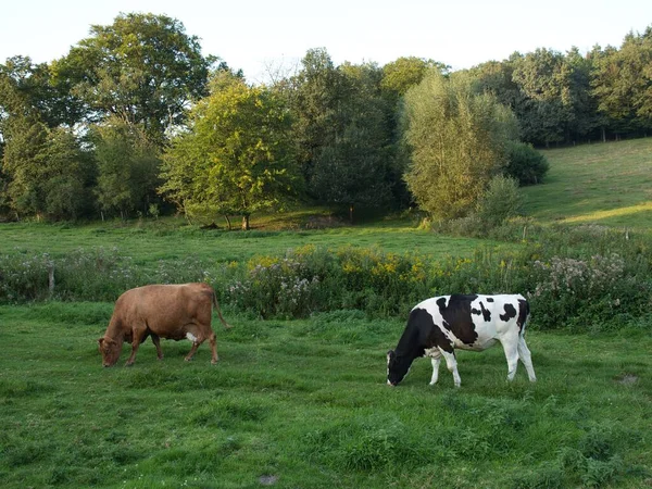 Дві Молочні Корови Стоять Зеленому Лузі Газоні Лісом Задньому Плані — стокове фото