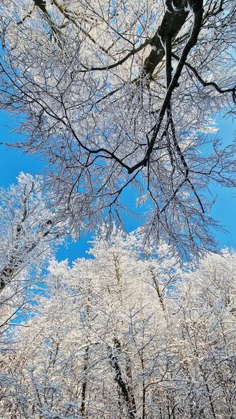 겨울에 하늘을 배경으로 눈덮인 나무들의 — 스톡 사진