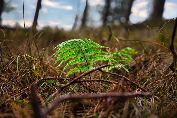 地面に乾燥した草や小枝に囲まれた苗木の選択的焦点ショット — ストック写真