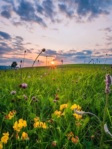 A landscape of Dense blazing star and yellow field flowers under dramatic sunset sky