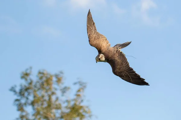 Closeup Saker Falcon Falco Cherrug Flying Blue Blurred Sky — Stock Photo, Image