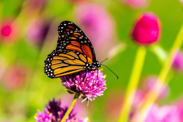 Eine Nahaufnahme Eines Leuchtend Orangefarbenen Monarchfalters Auf Einem Lila Klee — Stockfoto