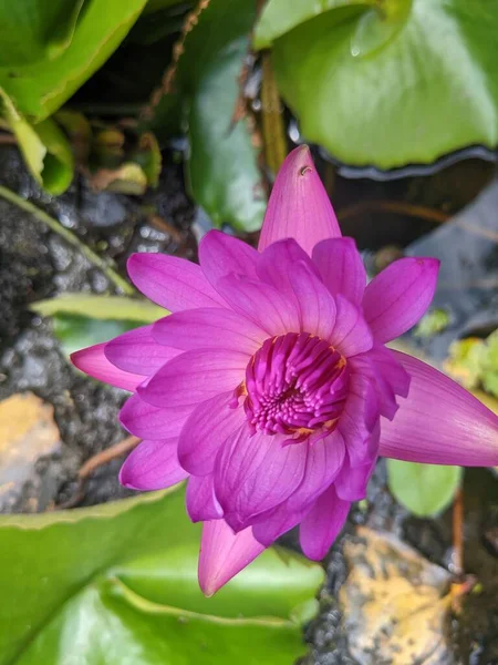 Vertical Closeup Shot Blooming Bright Pink Nymphaea Flower — Stock Photo, Image