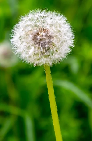 Vertical Closeup Shot Blooming White Fluffy Dandelion — Stock Photo, Image