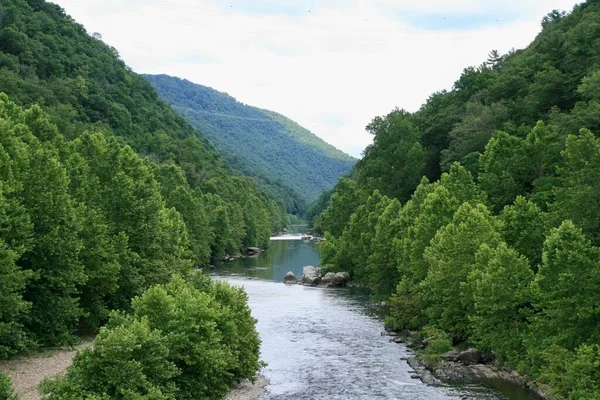 Flod Omgiven Gröna Träd — Stockfoto