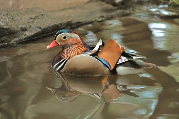 Eine Nahaufnahme Einer Wunderschönen Mandarin Ente Die Auf Einem Ruhigen — Stockfoto