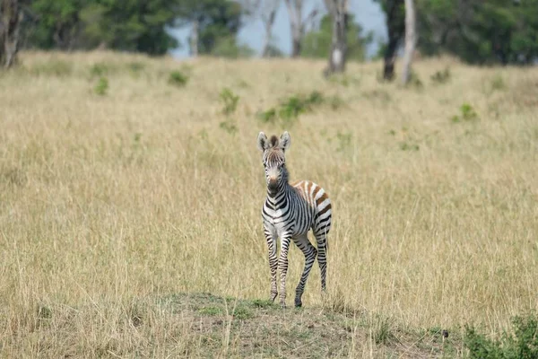 拍到一只可爱的斑马站在田野里 目不转睛地看着非洲旅行中的相机 — 图库照片