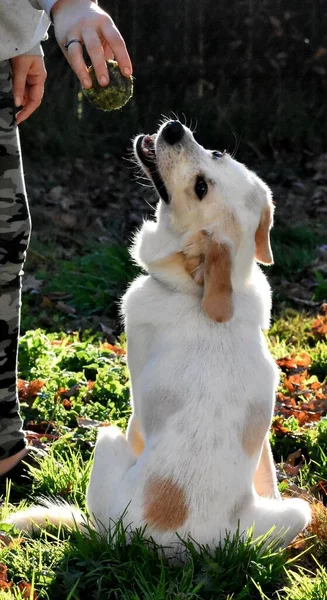 Вертикальный Снимок Недавно Спасённой Собаки — стоковое фото