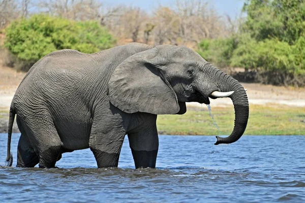 Solo Elefante Cruzando Río Chobe Chobe National Part Botswana — Foto de Stock