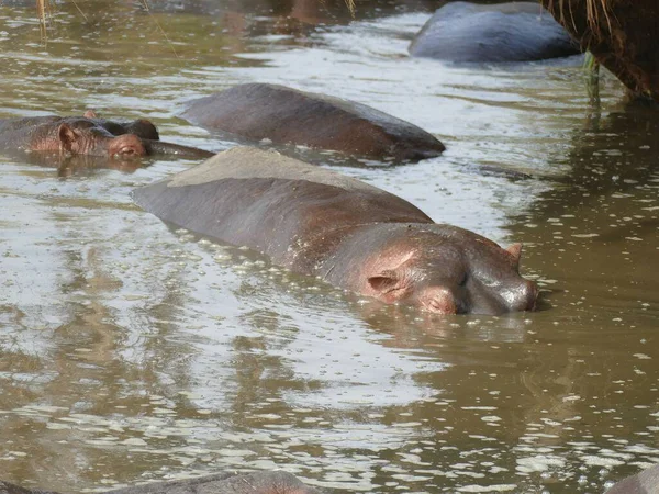 Ein Riesiges Nilpferd Hippopotamus Amphibius Muss Den Größten Teil Des — Stockfoto
