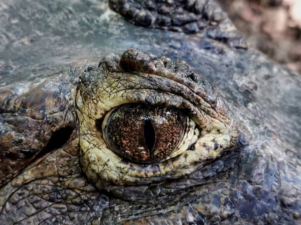 Zbliżenie Oka Krokodyla Czesanego Crocodylus Porosus — Zdjęcie stockowe