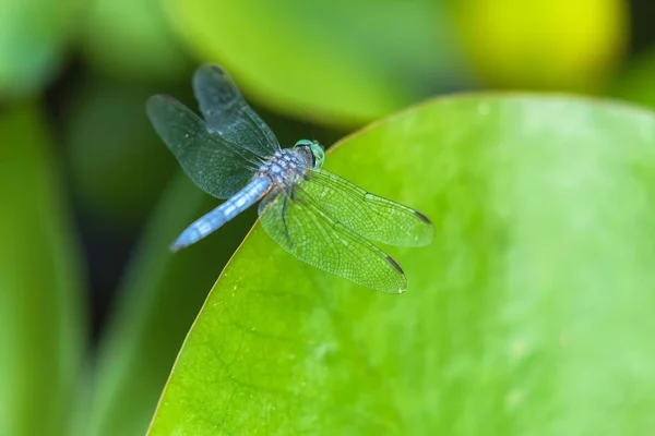 緑の葉の上にある男性用ブルーダッシャー Pachdiplax Longipennis のマクロショット — ストック写真