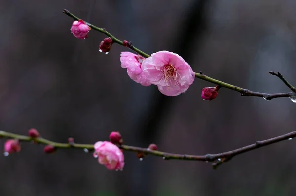 East Lake Plum Blossom Garden Luogo Famoso Gustare Fiori Prugna — Foto Stock