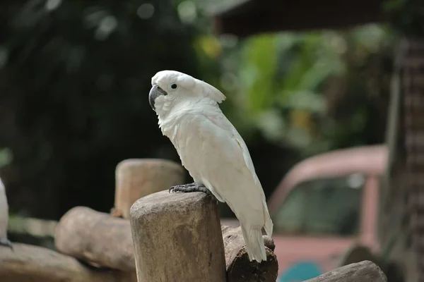 Zbliżenie Ujęcia Białego Kakadu Siedzącego Pniu Ptaszarni — Zdjęcie stockowe