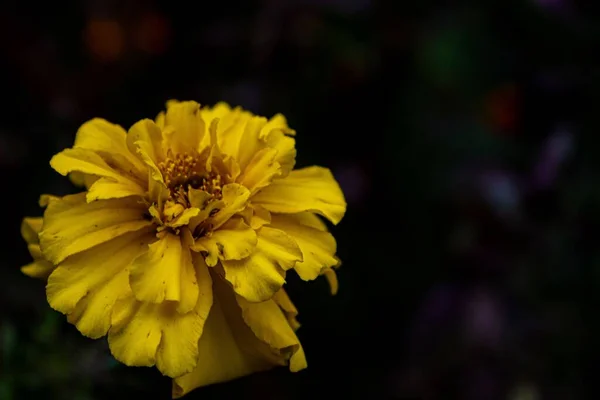 一朵黄花在黑暗中闪烁着的特写 — 图库照片