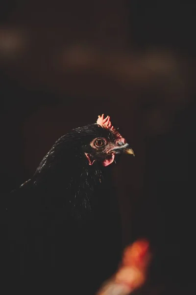 Вертикальный Снимок Тёмной Курицы Сарае Ферме Онтарио Канада — стоковое фото