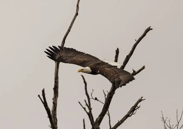 Bald Eagle Flying Tree Branch — Stock Photo, Image