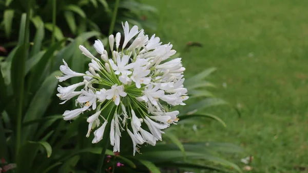 Uma Planta Flor Branca Jardim — Fotografia de Stock