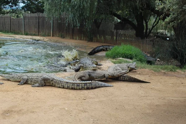 Группа Больших Опасных Аллигаторов Отдыхает Земле Плавает Пруду Зоопарке — стоковое фото