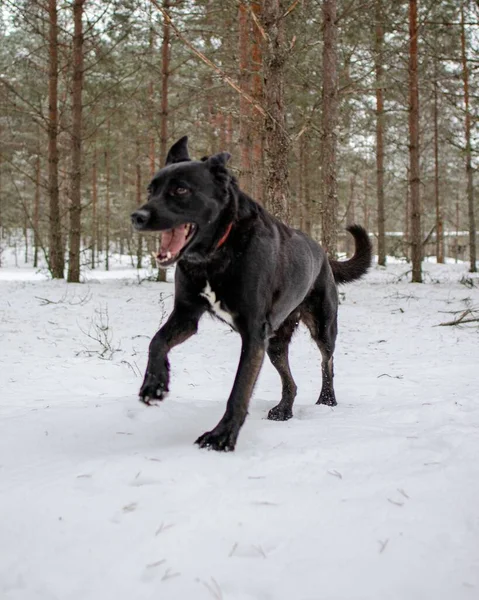 Вертикальный Снимок Очаровательной Игривой Чёрной Собаки Лабрадора Бегающей Волшебному Снежному — стоковое фото