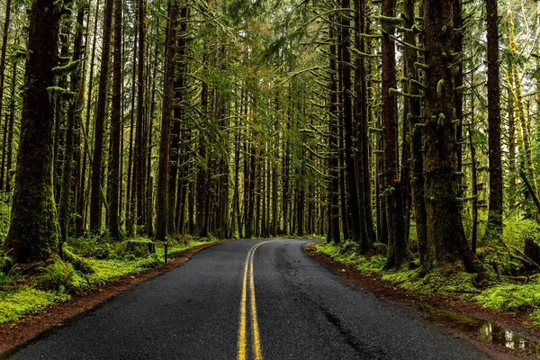 Close Uma Estrada Cercada Por Árvores Verdes Parque Nacional Olímpico — Fotografia de Stock