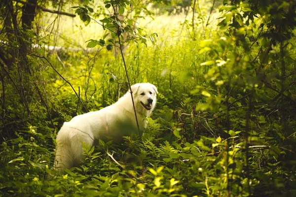 Ein Entzückender Verspielter Maremma Schäferhund Der Einem Immergrünen Wald Herumläuft — Stockfoto