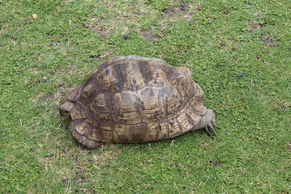 Zdjęcie Dużego Starego Żółwia Testudinidae Spoczywającego Trawie Słoneczny Dzień — Zdjęcie stockowe